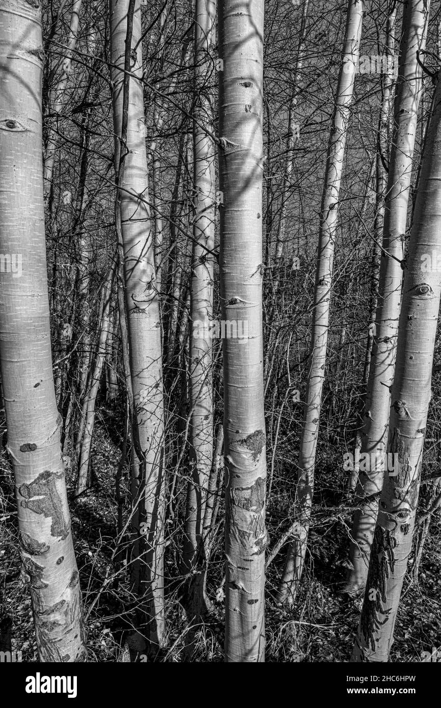 Groupe d'arbres de bouleau à l'automne Banque D'Images