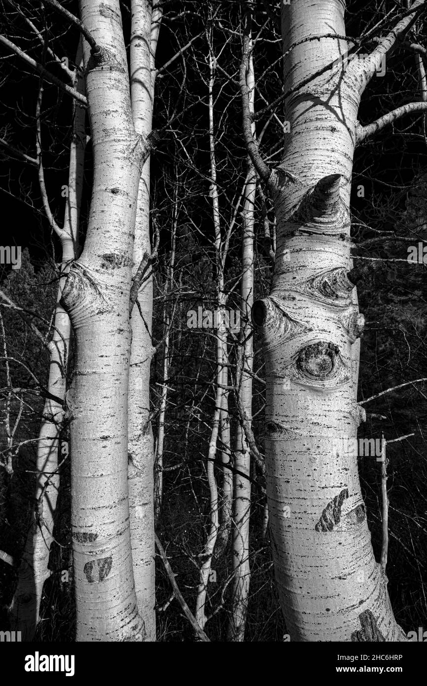 Groupe d'arbres de bouleau à l'automne Banque D'Images
