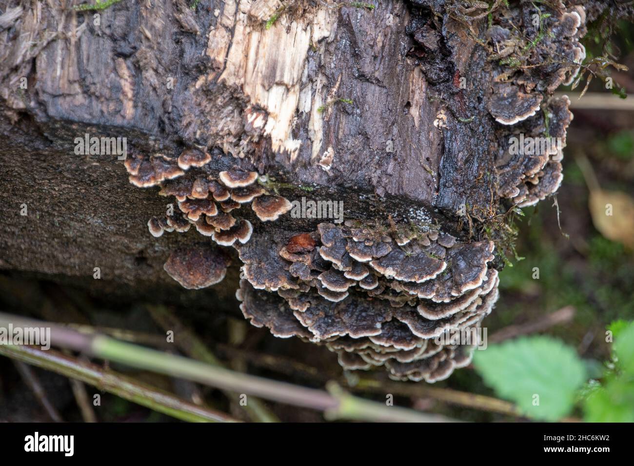 Trametes versicolor champignon de la queue de dinde poussant sur un arbre dans la forêt du Palatinat Banque D'Images