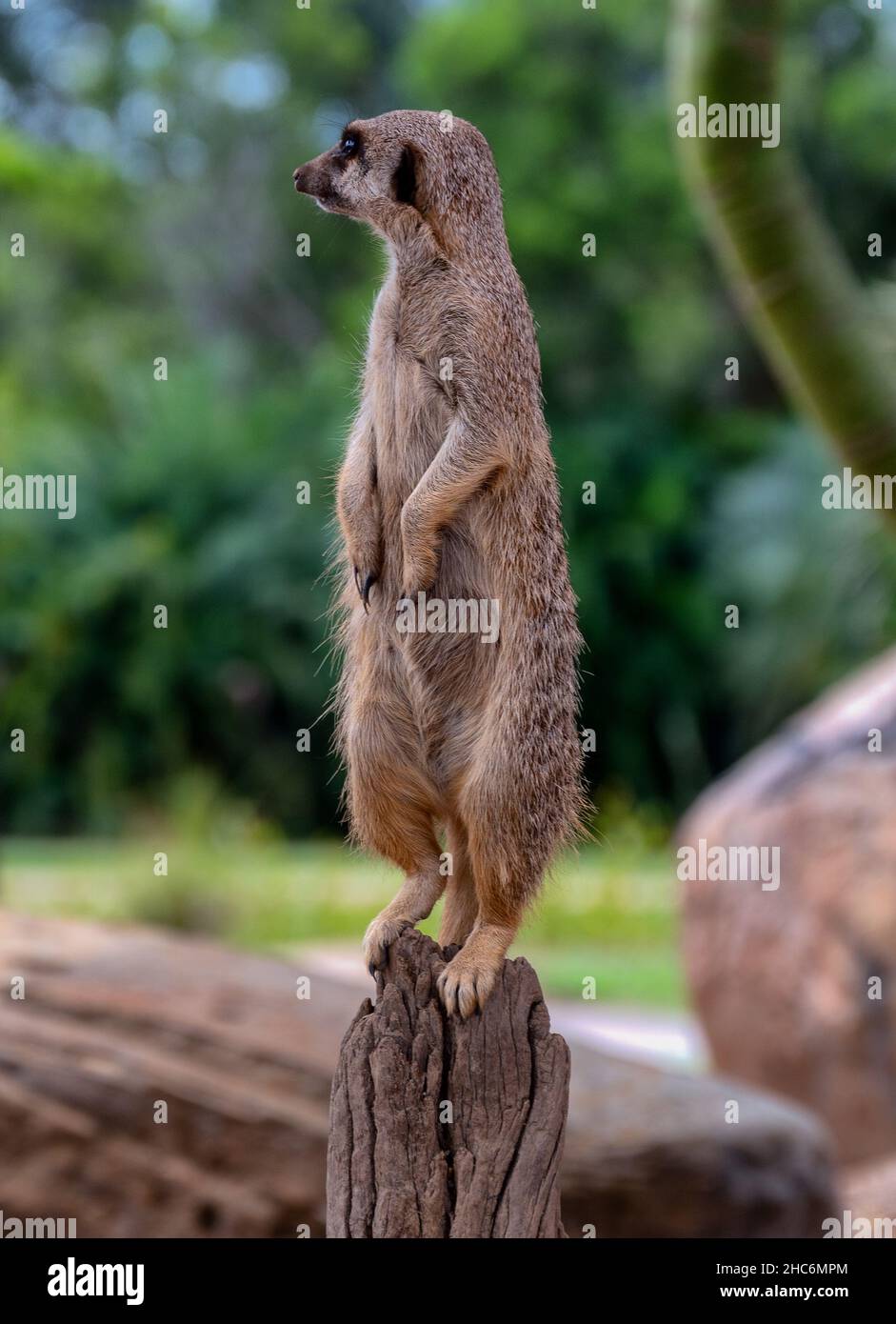 Photo sélective d'un meerkat dans un jardin zoologique ouvert du Queensland, en Australie Banque D'Images