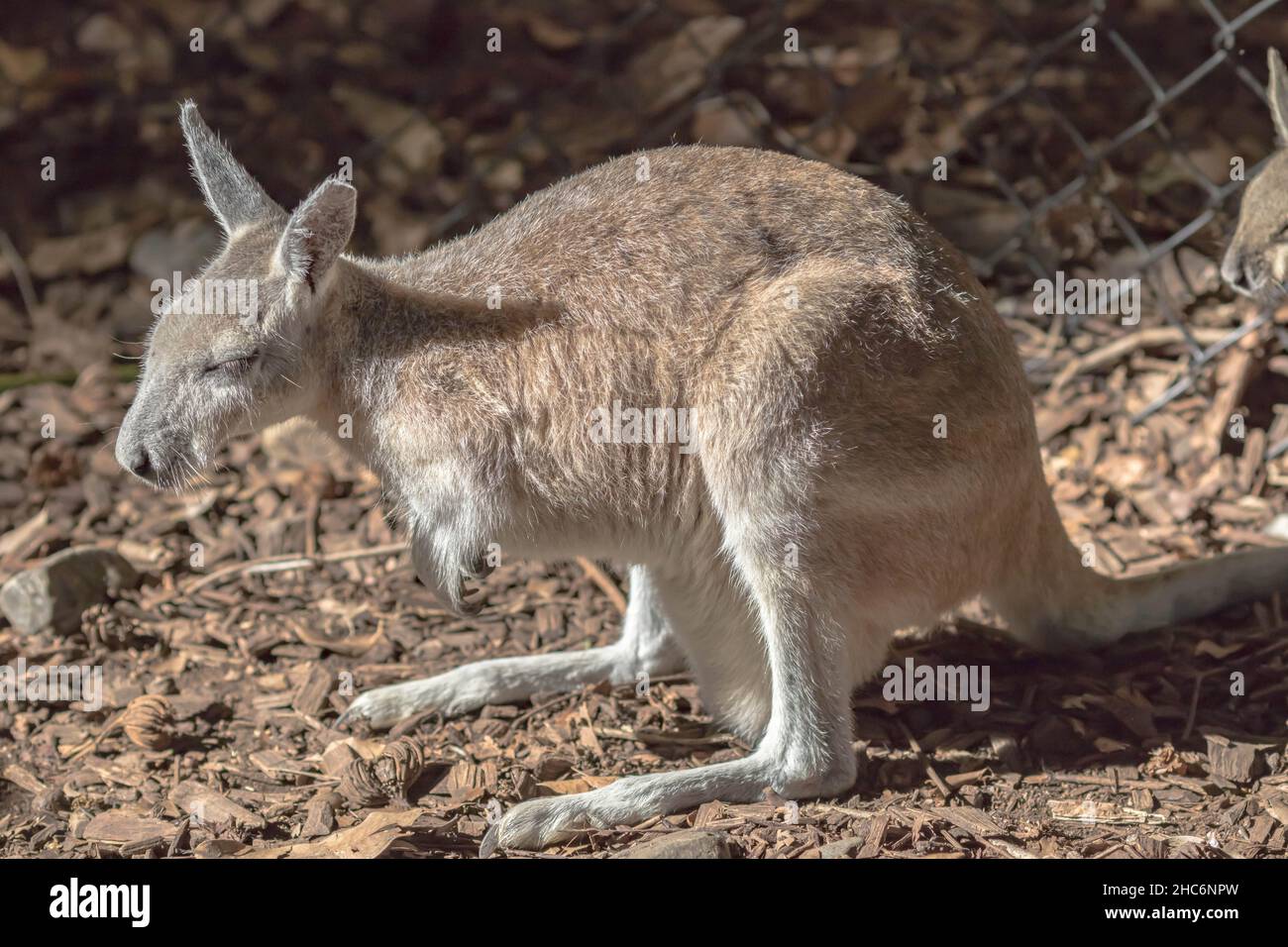 Gros plan d'un animal de Wallaby sur le sol en marsupial, en Australie, par une journée ensoleillée Banque D'Images