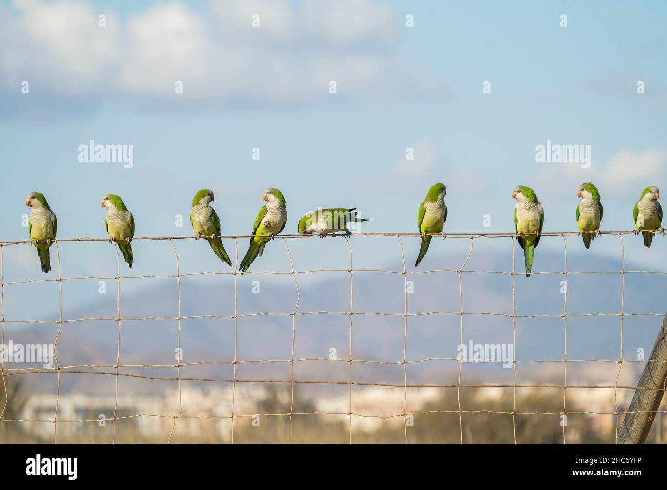 Monk Parakeet (Myiopsitta monachus) perché sur une clôture, Espagne. Banque D'Images