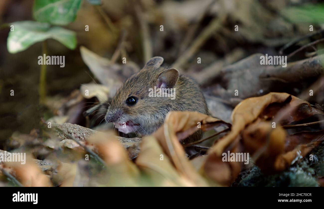 Gros plan d'une souris en bois dans la forêt Banque D'Images