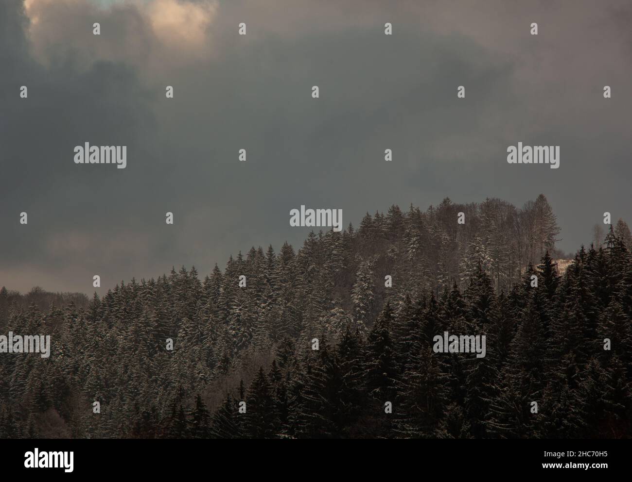 Belle scène de sapins enneigés dans les Beskides moraves-Silésie Banque D'Images