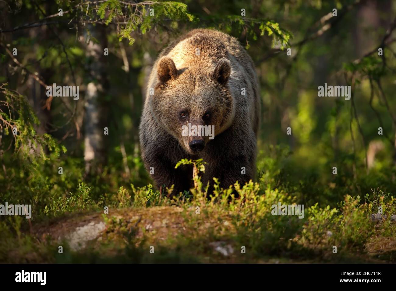 Grand ours en peluche brun marchant dans une forêt verte située en Finlande Banque D'Images