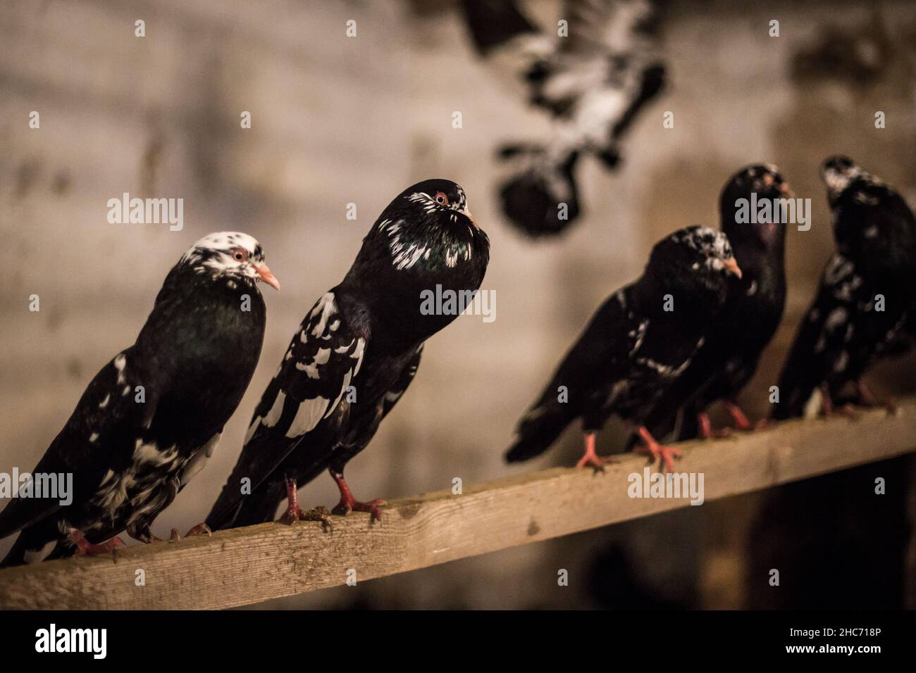 Waldviertel Cropper Pigeon (Waldviertler Kröpfer, Boulant de Waldviertel, Gozzuto à Waldviertel), un pigeon d'Autriche Banque D'Images