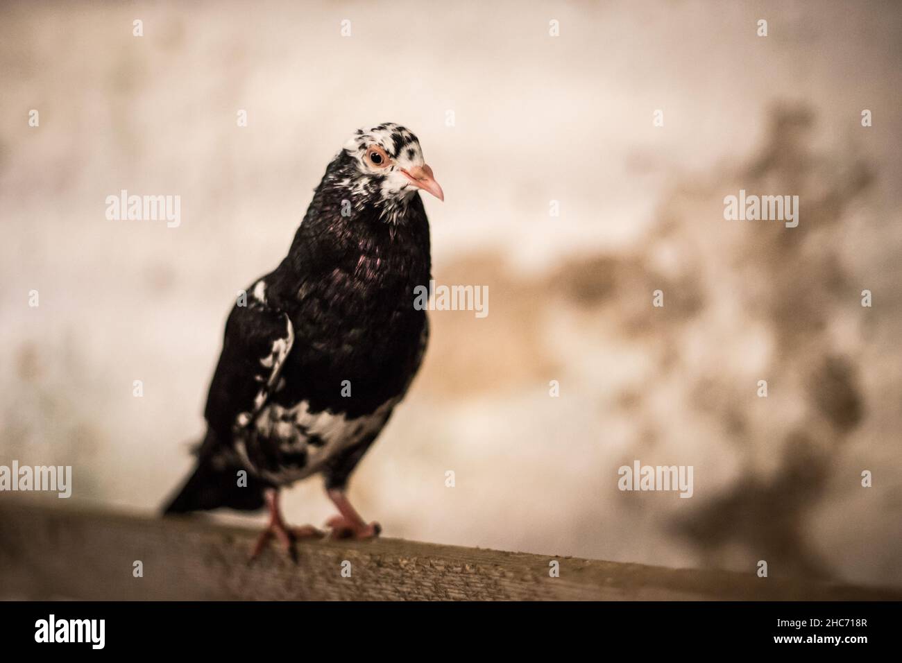 Waldviertel Cropper Pigeon (Waldviertler Kröpfer, Boulant de Waldviertel, Gozzuto à Waldviertel), un pigeon d'Autriche Banque D'Images Waldviertel Cropper Pigeon (Waldviertler Kröpfer, Boulant de Waldviertel, Gozzuto à Waldviertel), un pigeon d'Autriche Banque D'Images