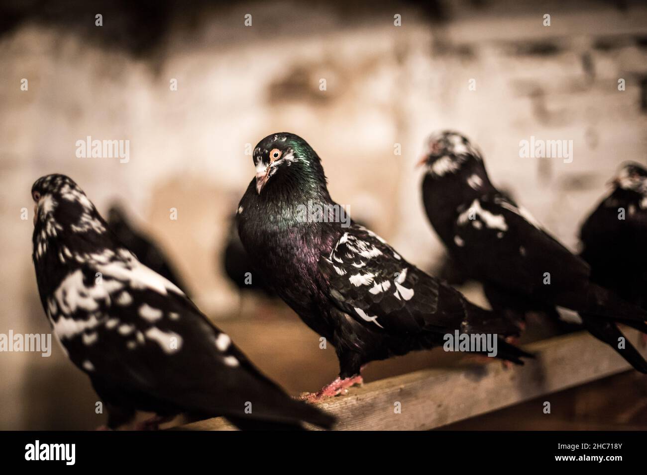 Waldviertel Cropper Pigeon (Waldviertler Kröpfer, Boulant de Waldviertel, Gozzuto à Waldviertel), un pigeon d'Autriche Banque D'Images Waldviertel Cropper Pigeon (Waldviertler Kröpfer, Boulant de Waldviertel, Gozzuto à Waldviertel), un pigeon d'Autriche Banque D'Images