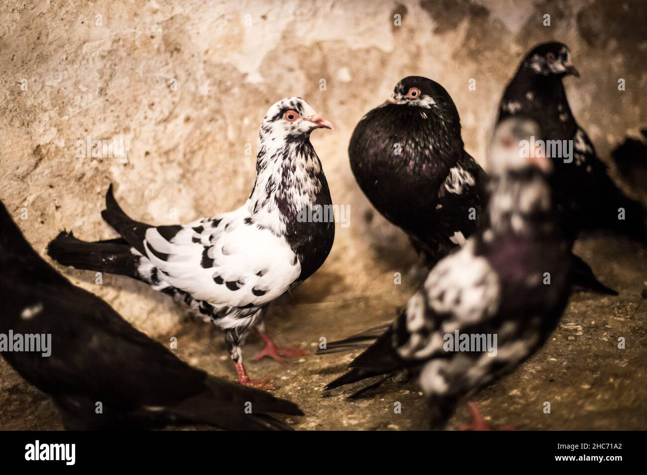 Waldviertel Cropper Pigeon (Waldviertler Kröpfer, Boulant de Waldviertel, Gozzuto à Waldviertel), un pigeon d'Autriche Banque D'Images Waldviertel Cropper Pigeon (Waldviertler Kröpfer, Boulant de Waldviertel, Gozzuto à Waldviertel), un pigeon d'Autriche Banque D'Images