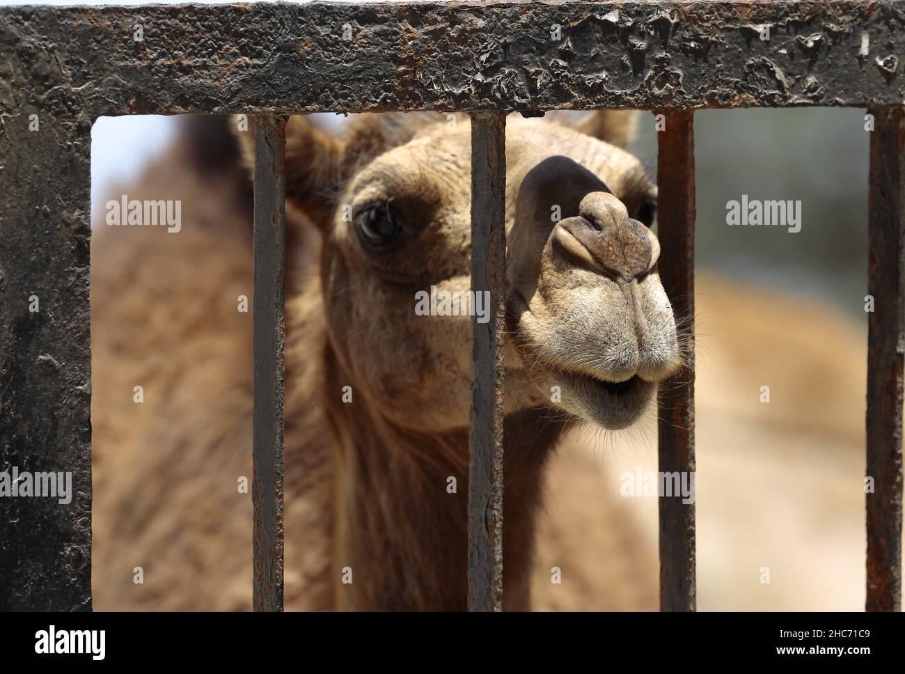 Curieux chameau veut l'attention Banque D'Images