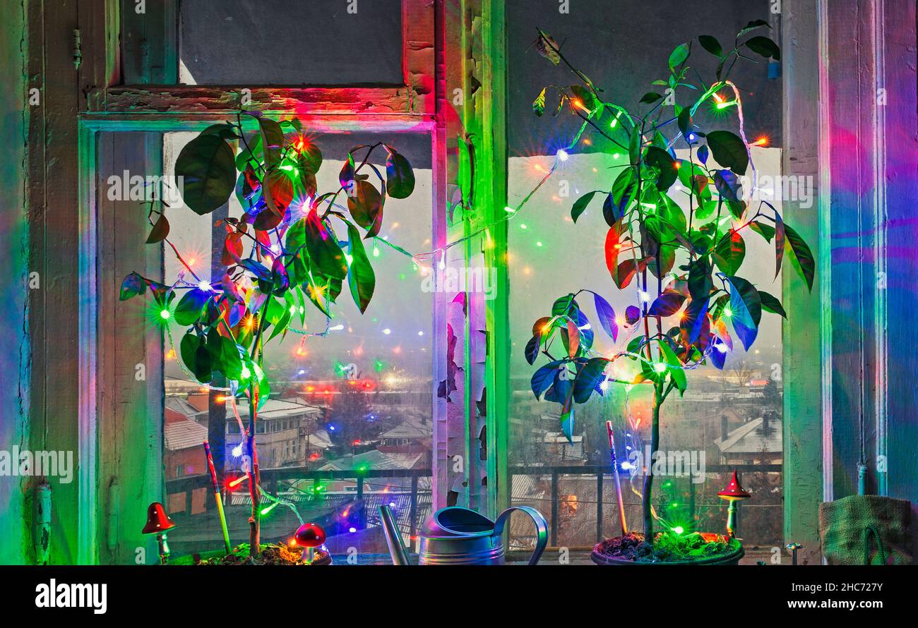 Nouvel an et Noël arbres en pot insolites décorés de lumières colorées et de champignons sur un rebord de fenêtre Banque D'Images
