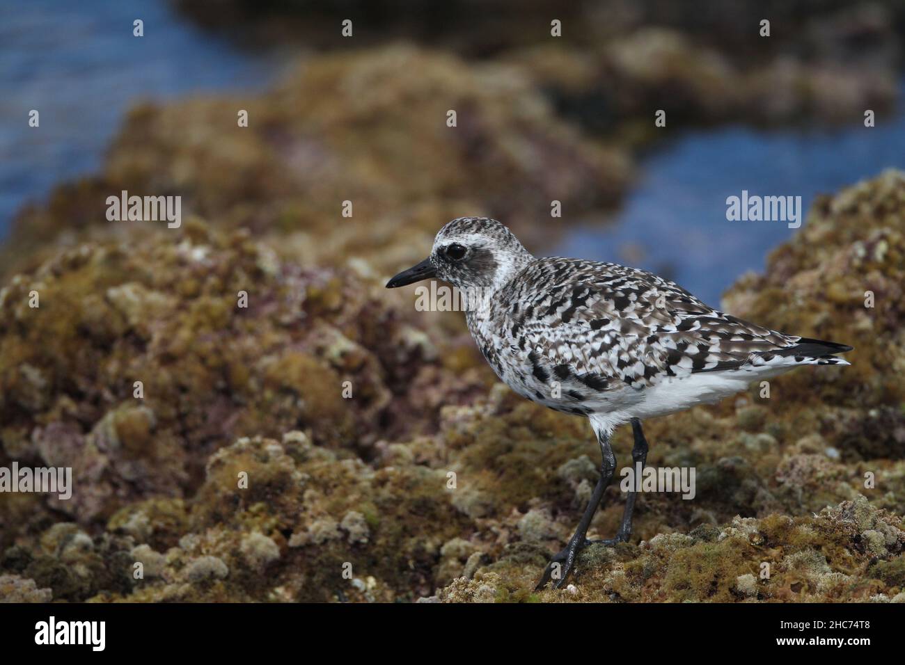 Un peu de pluvier gris hiver sur les îles Canaries le long de la côte rocheuse.Avant la migration, cet oiseau mue en plumage reproducteur. Banque D'Images
