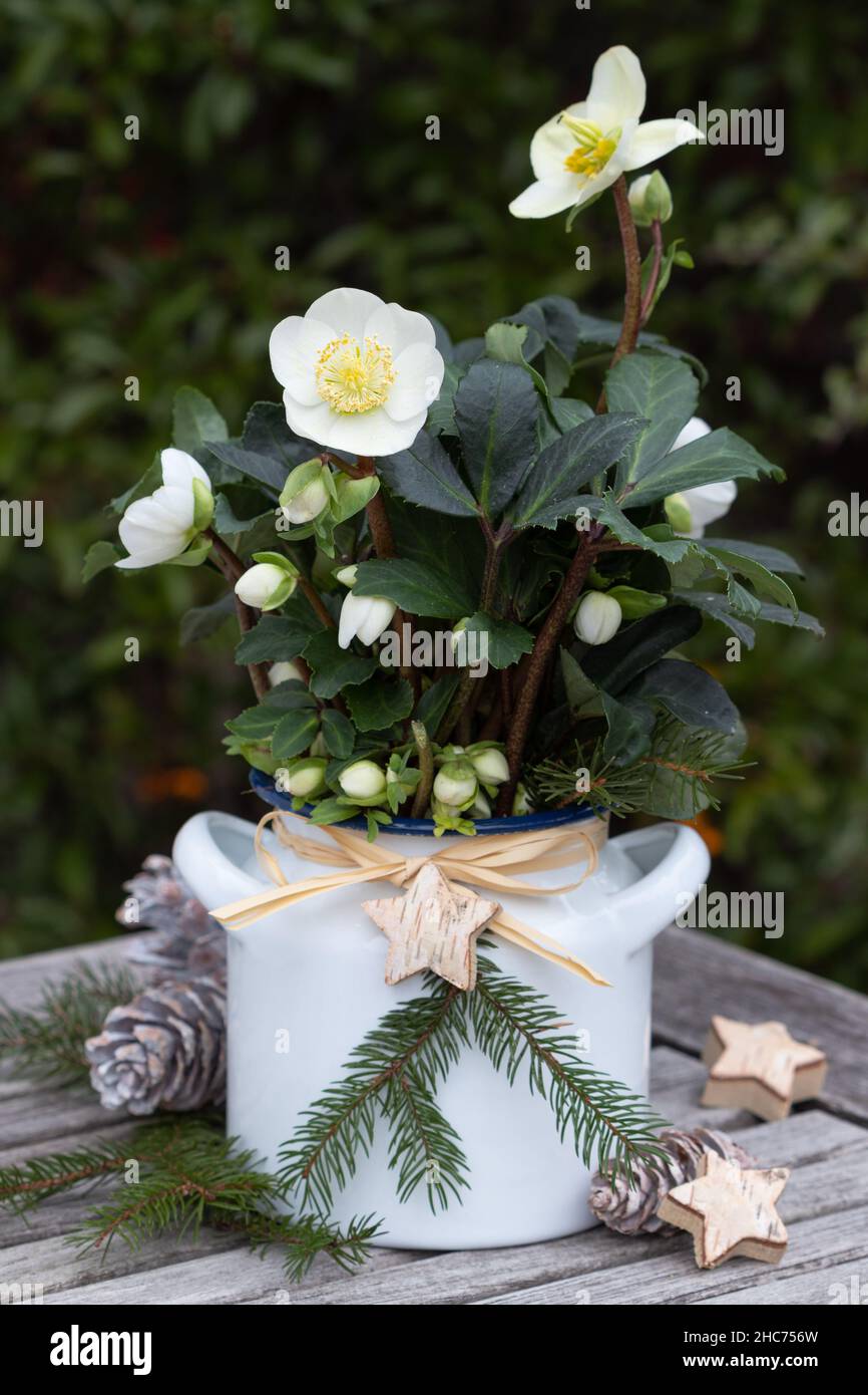 helleborus niger dans pot en émail comme décoration de jardin de noël Banque D'Images