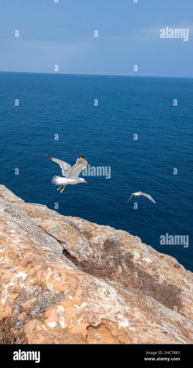 Plan vertical de mouettes volant à la mer depuis la falaise Banque D'Images