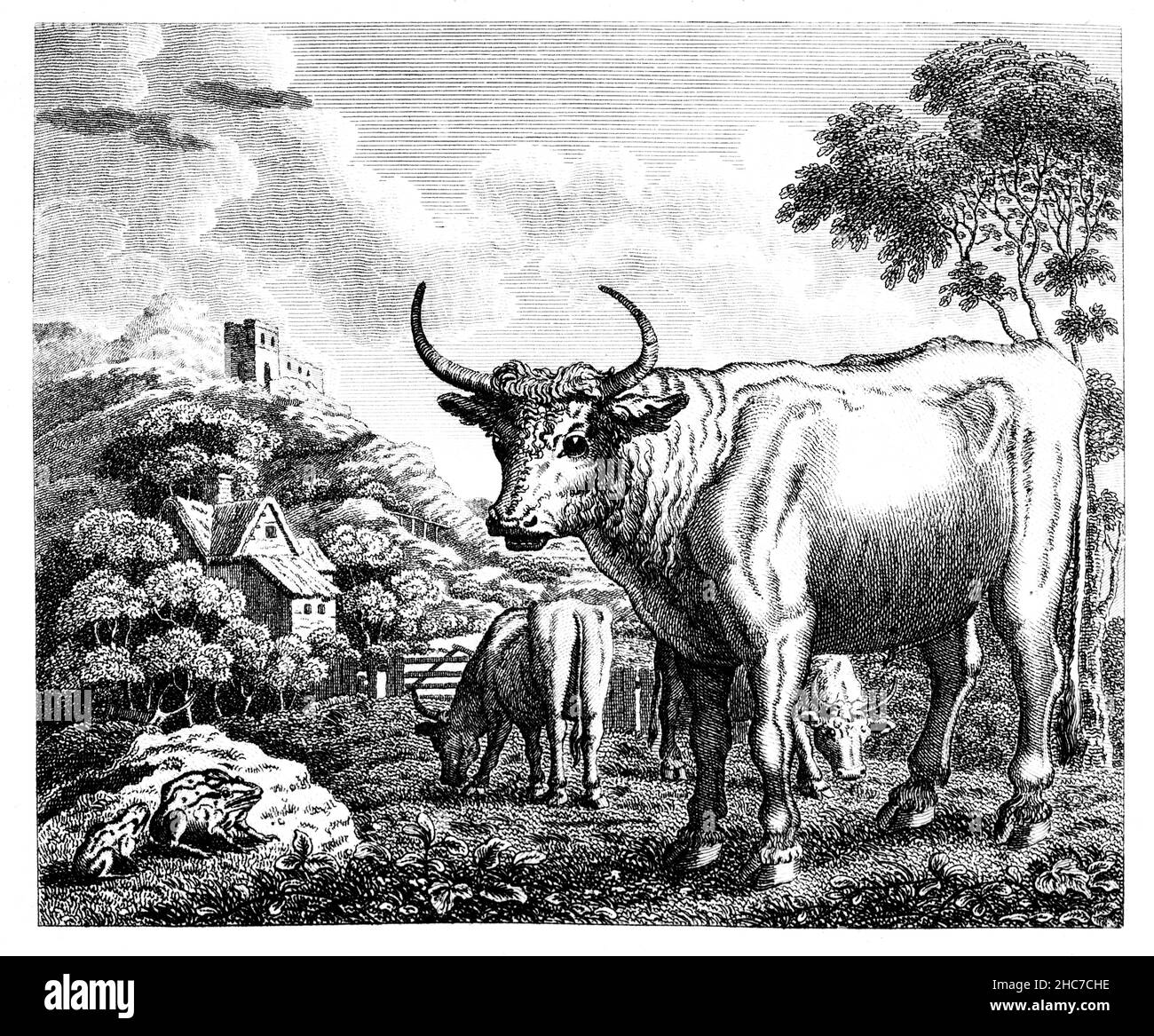 Illustration gravée de l’Ox et de la grenouille, une histoire de ne pas essayer d’être si grand pour suivre les voisins, tirée de la première édition de 1793 de Stockdale’s. Banque D'Images