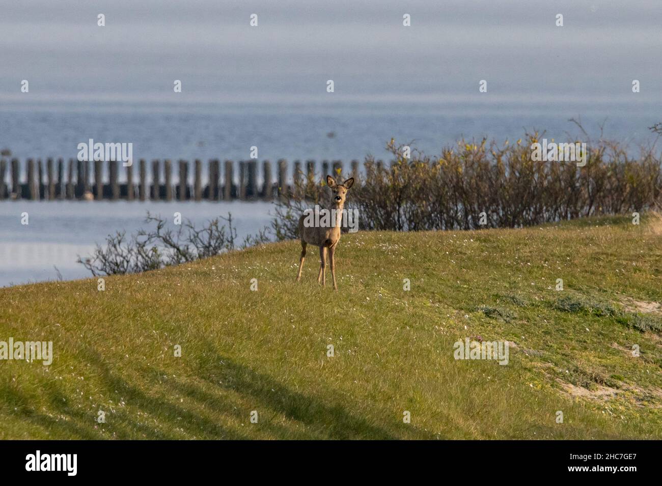 Jeune bébé cerf mignon debout dans le champ vert et une mer floue sur l'arrière-plan Banque D'Images