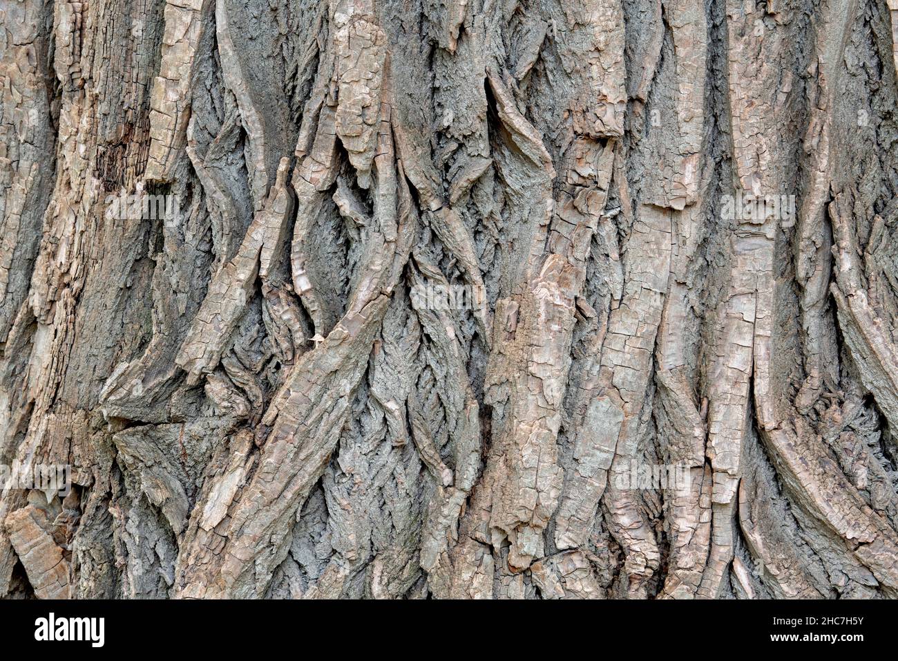 Écorce de cotonwood de l'est (Populus deltoides), E USA, par Dominique Braud/Dembinsky photo Assoc Banque D'Images
