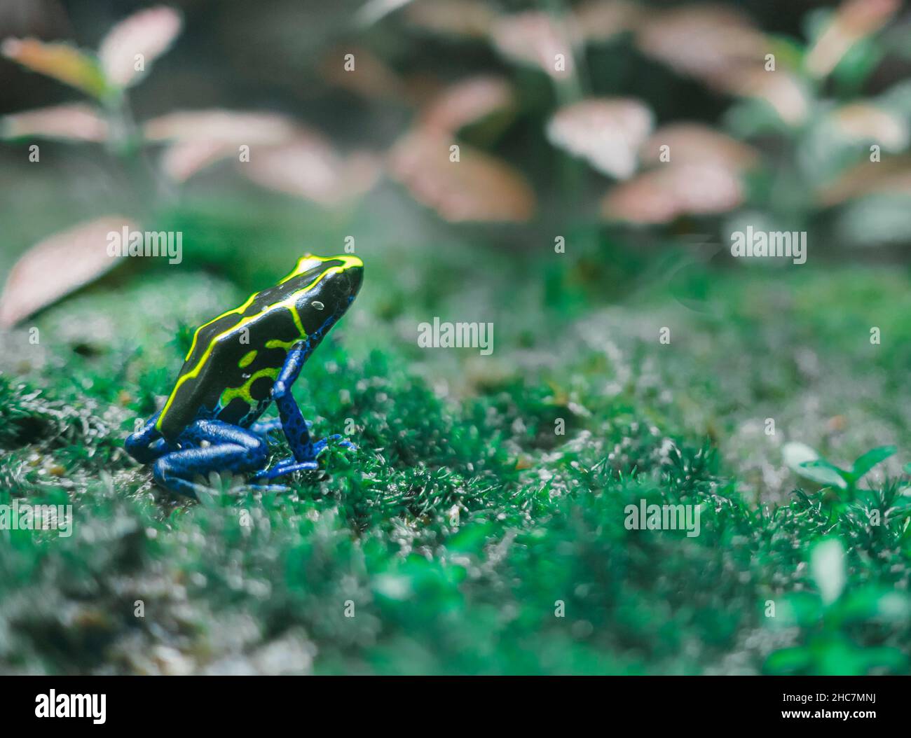 Grenouille noire avec motifs jaune vif et pattes bleues Banque D'Images