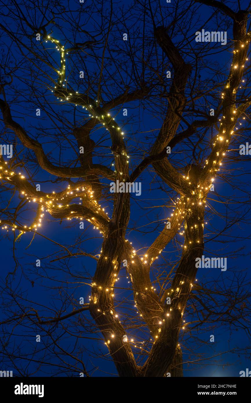 Noël s'illumine autour d'un arbre en début de matinée.Chipping Campden, Cotswolds, Gloucestershire, Angleterre Banque D'Images