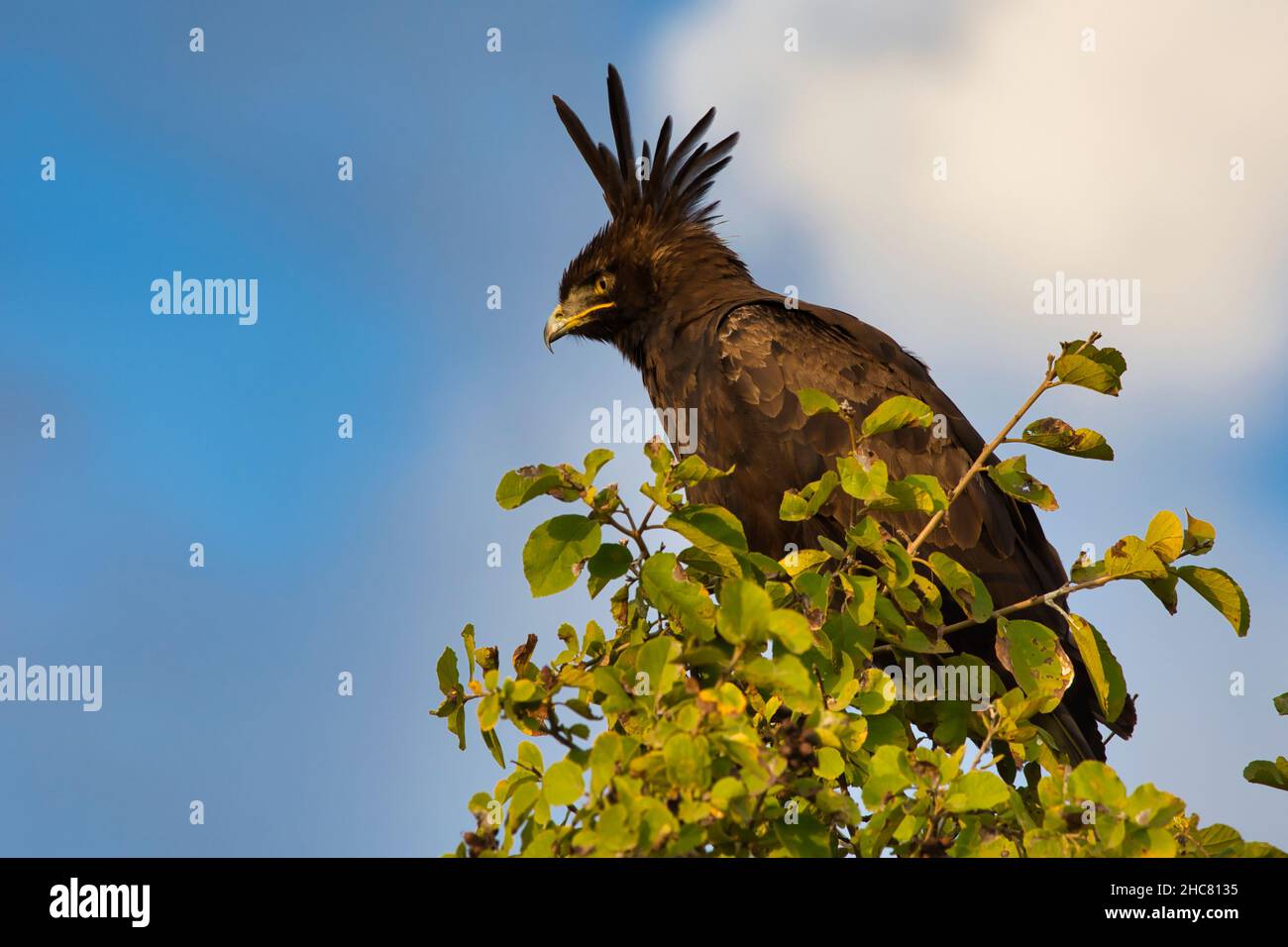 Aigle à aigrettes longues, Lopheetus occipitalis, assis sur un arbre. Banque D'Images
