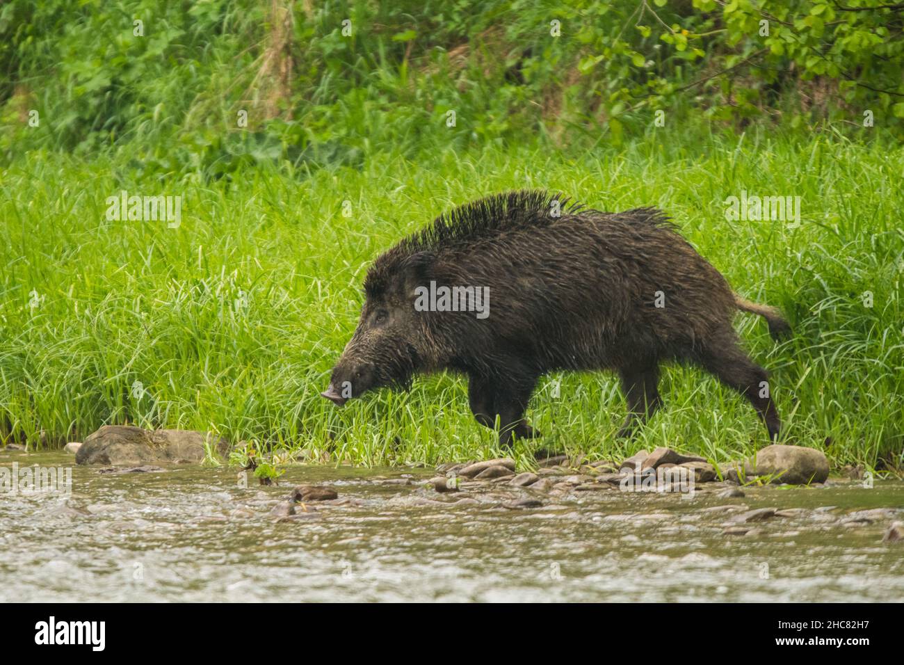 Sanglier (sus scrofa).Montagnes de Bieszczady, les Carpates, Pologne. Banque D'Images
