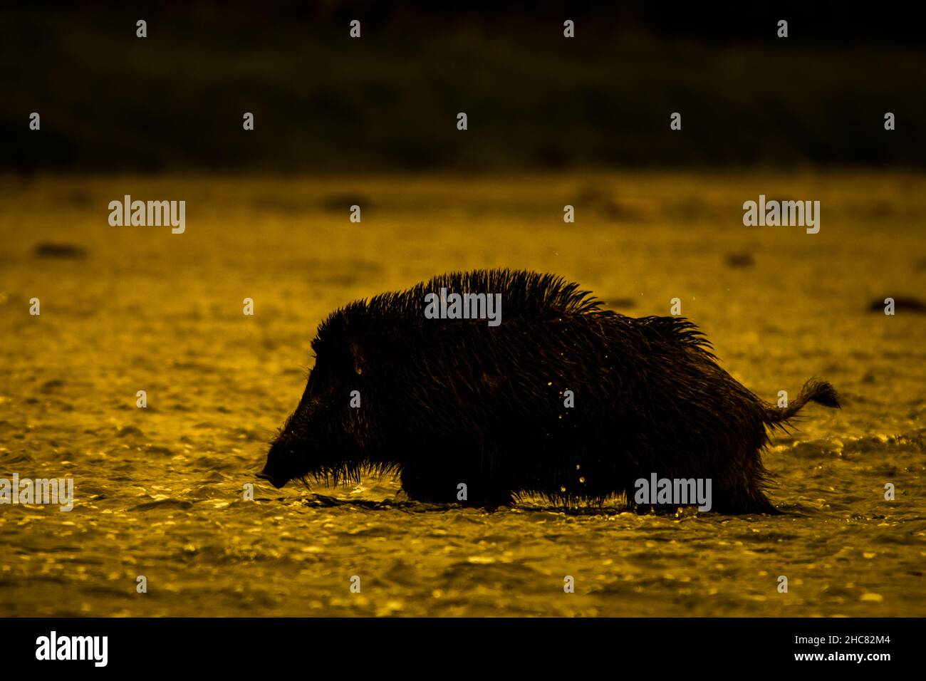 Sanglier (sus scrofa).Montagnes de Bieszczady, les Carpates, Pologne. Banque D'Images