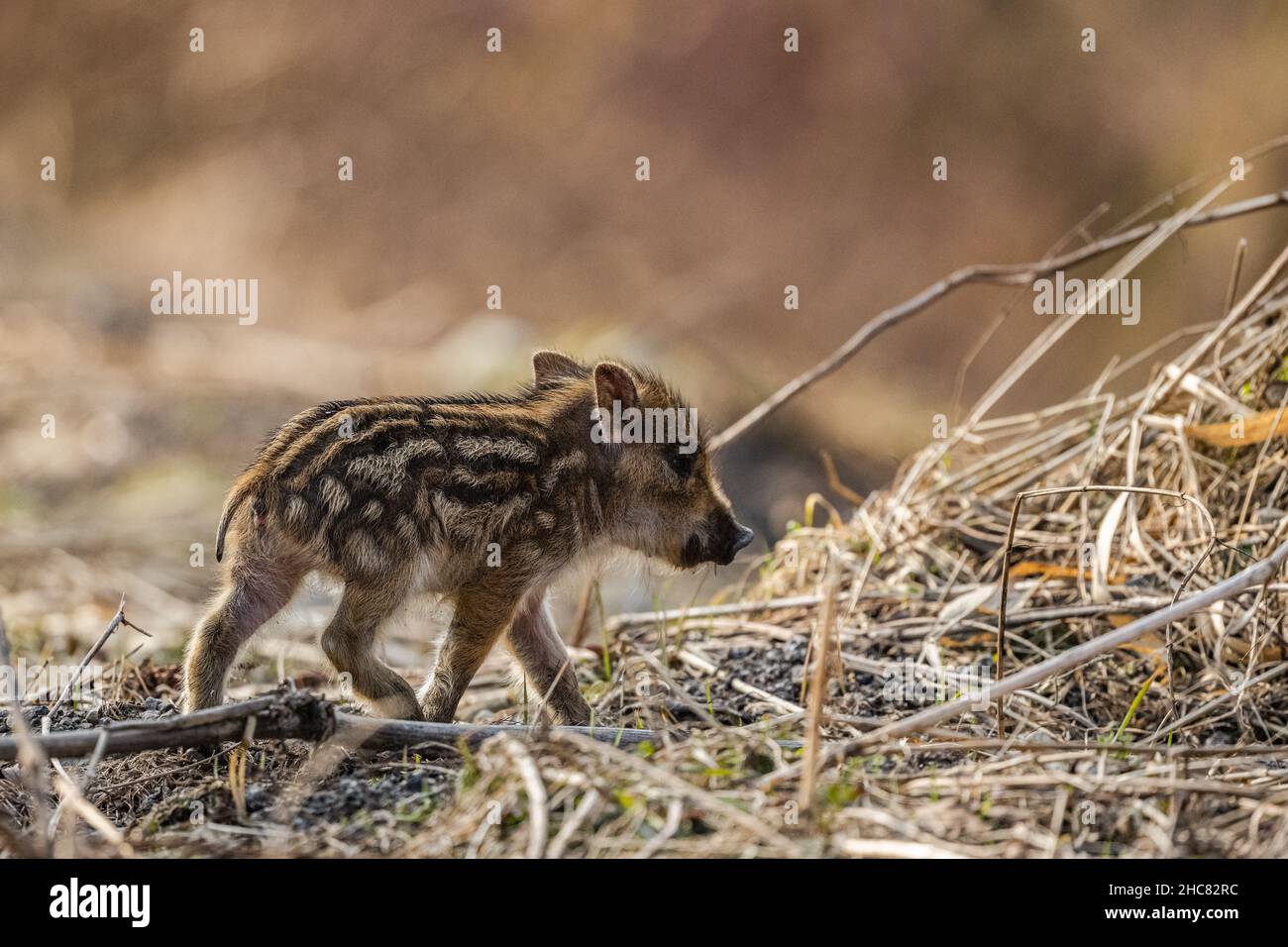 Sanglier (sus scrofa).Montagnes de Bieszczady, les Carpates, Pologne. Banque D'Images