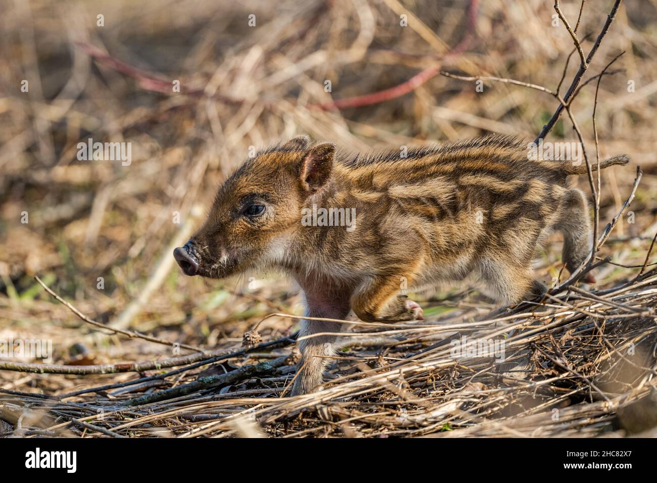 Sanglier (sus scrofa).Montagnes de Bieszczady, les Carpates, Pologne. Banque D'Images