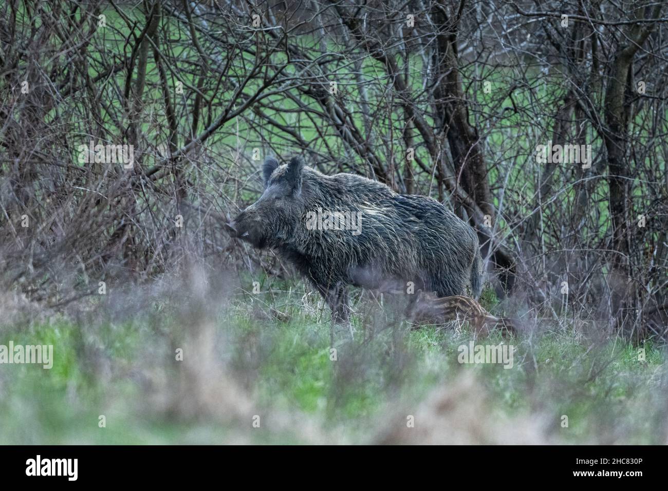 Sanglier (sus scrofa).Montagnes de Bieszczady, les Carpates, Pologne. Banque D'Images
