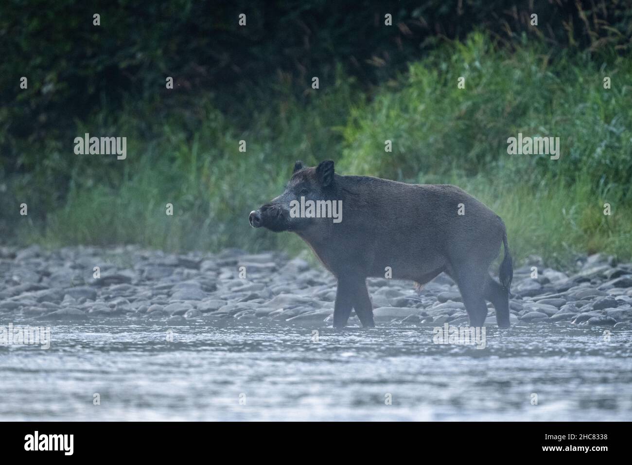 Sanglier (sus scrofa).Montagnes de Bieszczady, les Carpates, Pologne. Banque D'Images