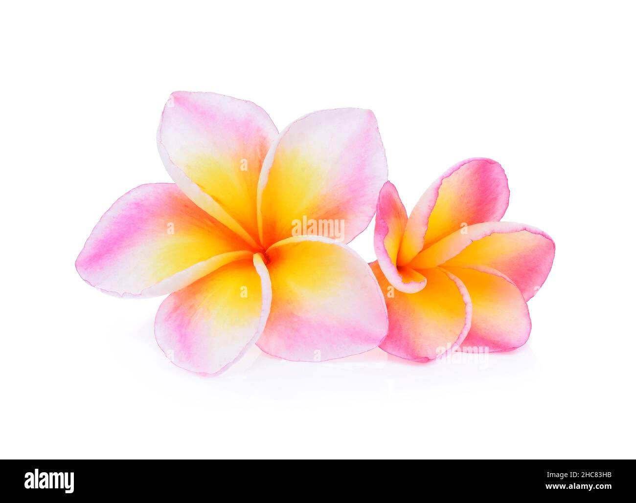 Des fleurs tropicales frangipani (plumeria) isolé sur fond blanc Banque D'Images