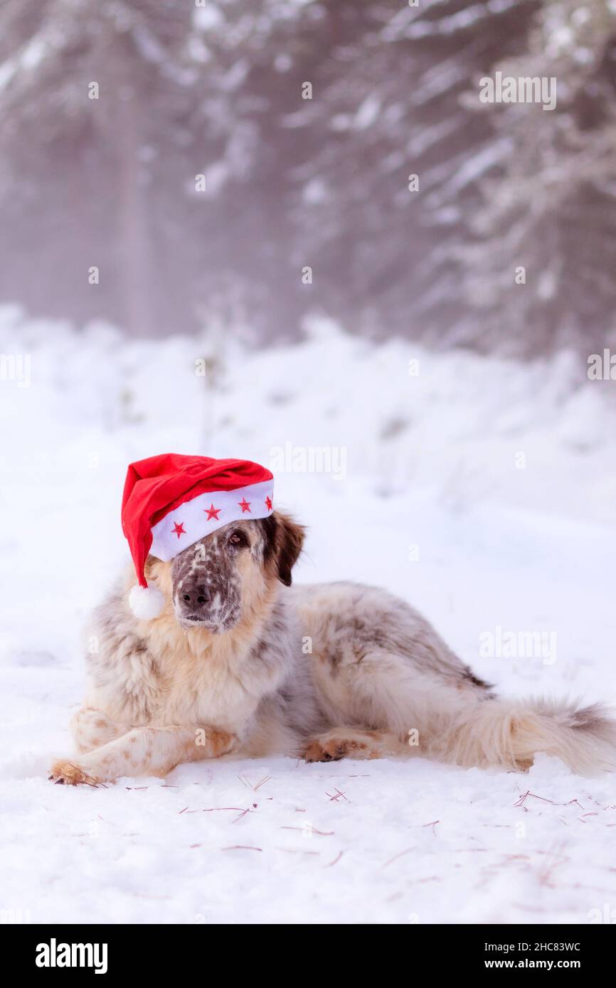 Grand chien mignon drôle dans le chapeau de père noël rouge couché sur la route de la forêt de neige en hiver Banque D'Images