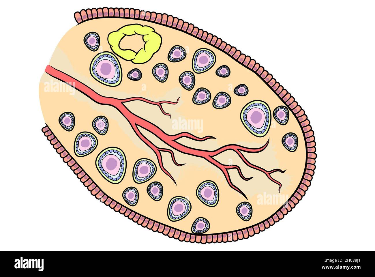 Ovaire, anatomie transversale, anatomie génitale féminine Banque D'Images