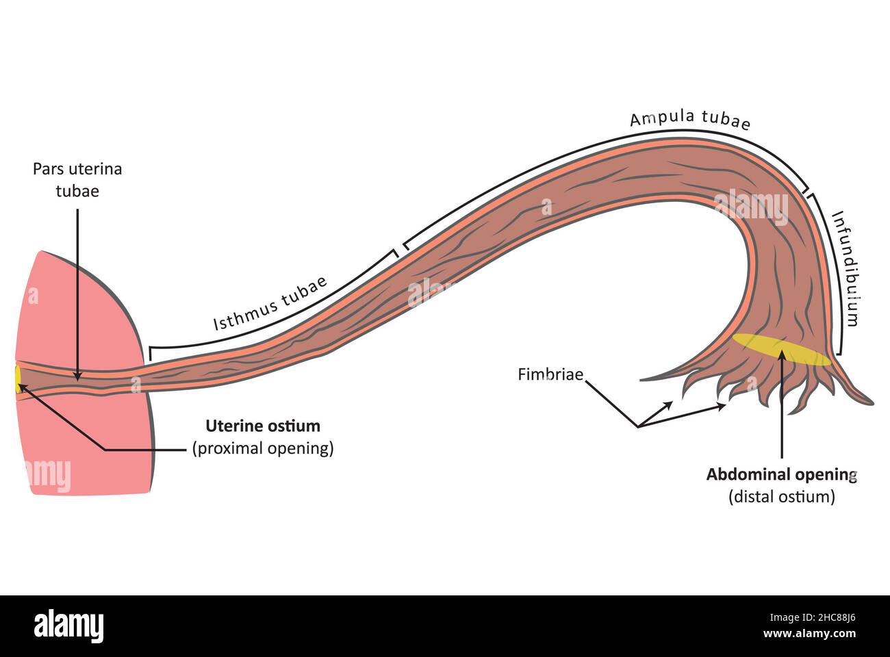 Vue frontale de la trompe de Fallope (tuba uterina), coupe transversale.Anatomie reproductive