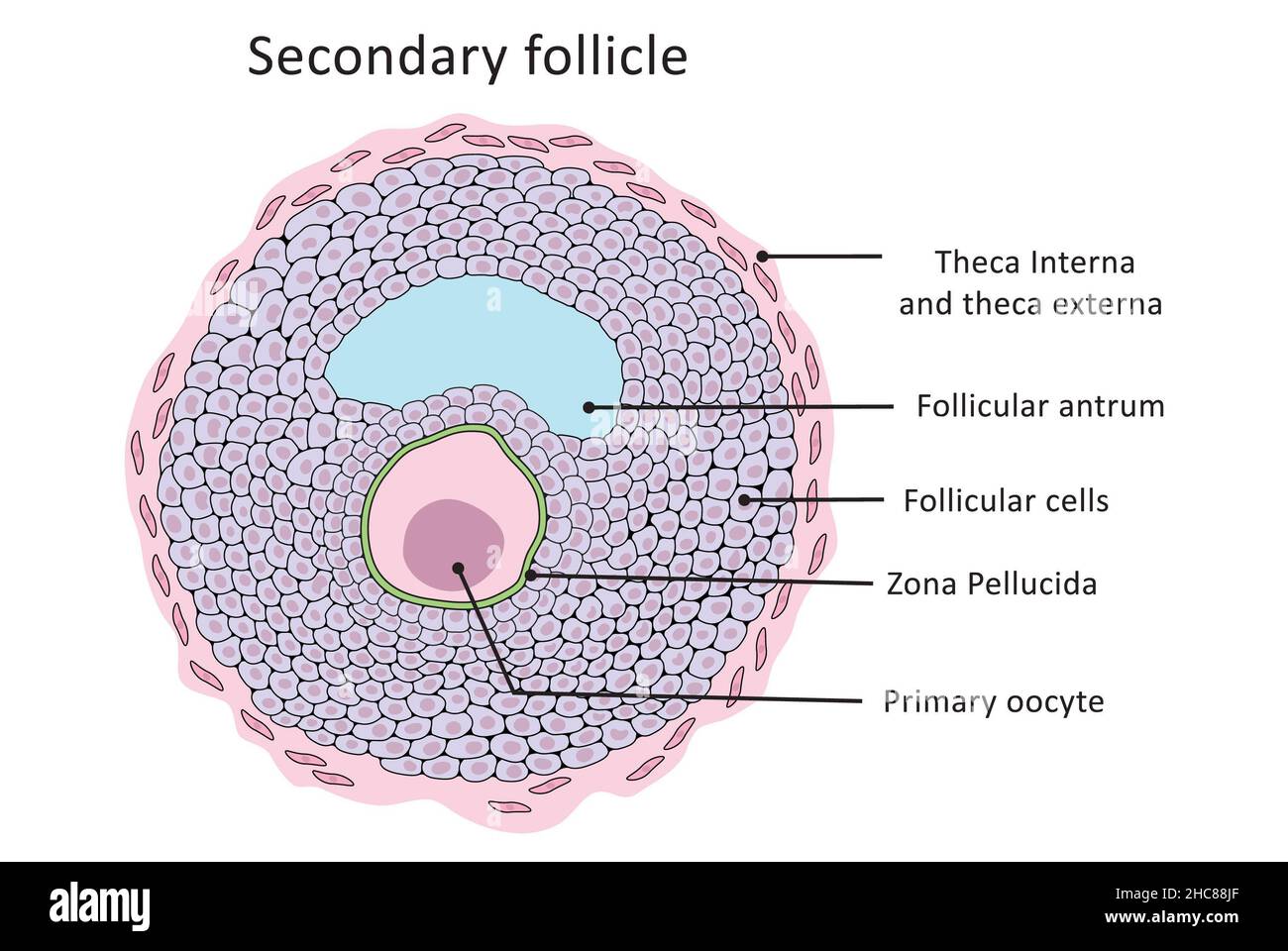 Follicule secondaire, cycle menstruel, ovulation, structure normale (marquée) Banque D'Images