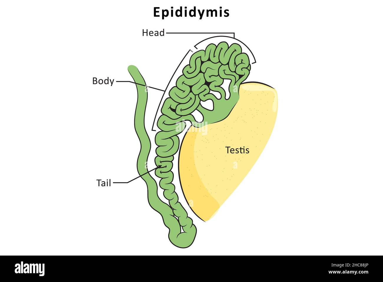 Structure anatomique de l'épididyme.Système reproducteur masculin, anatomie de base. Banque D'Images