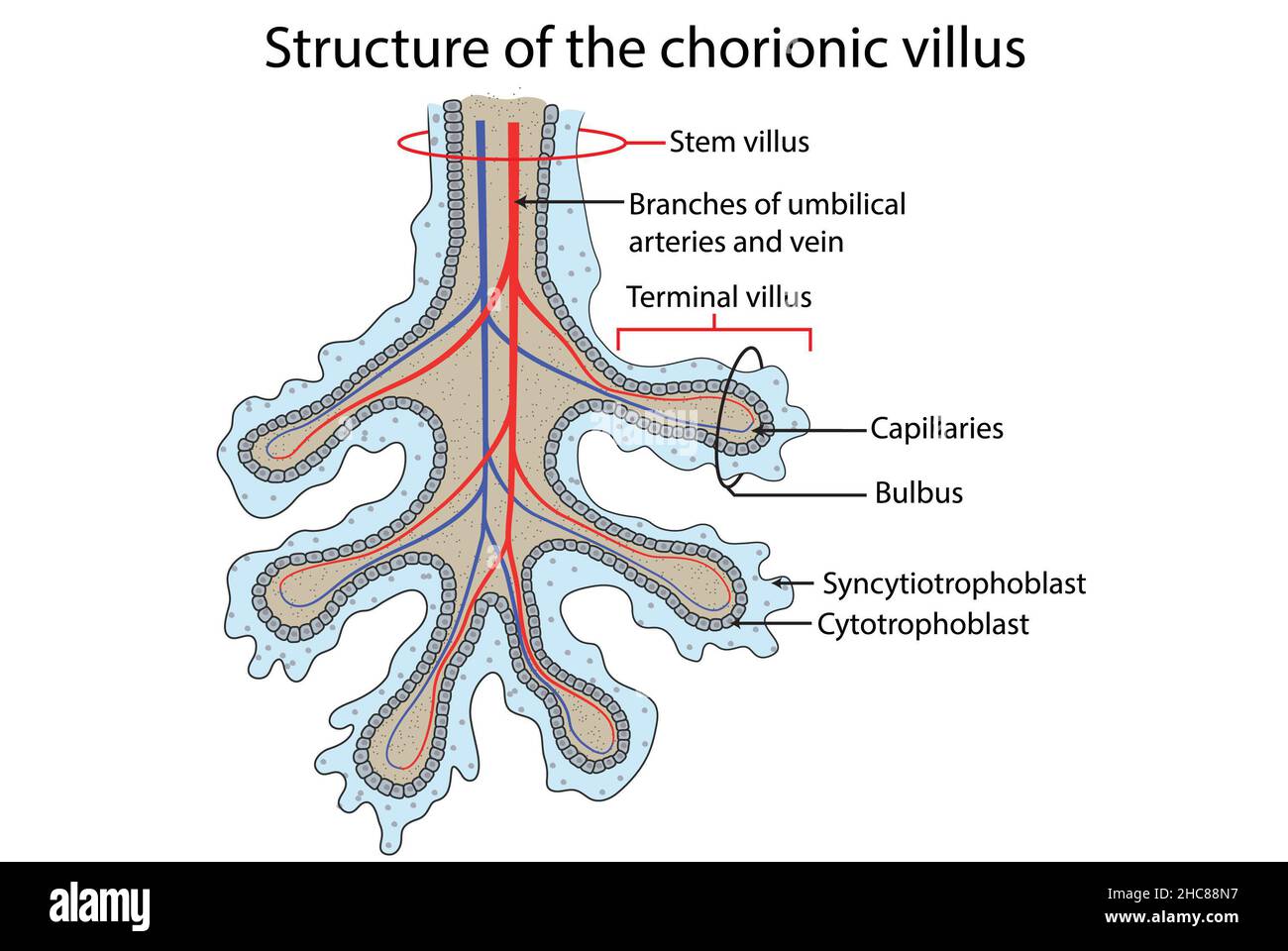 Structure du villosités choriales, partie foetale du placenta Photo ...