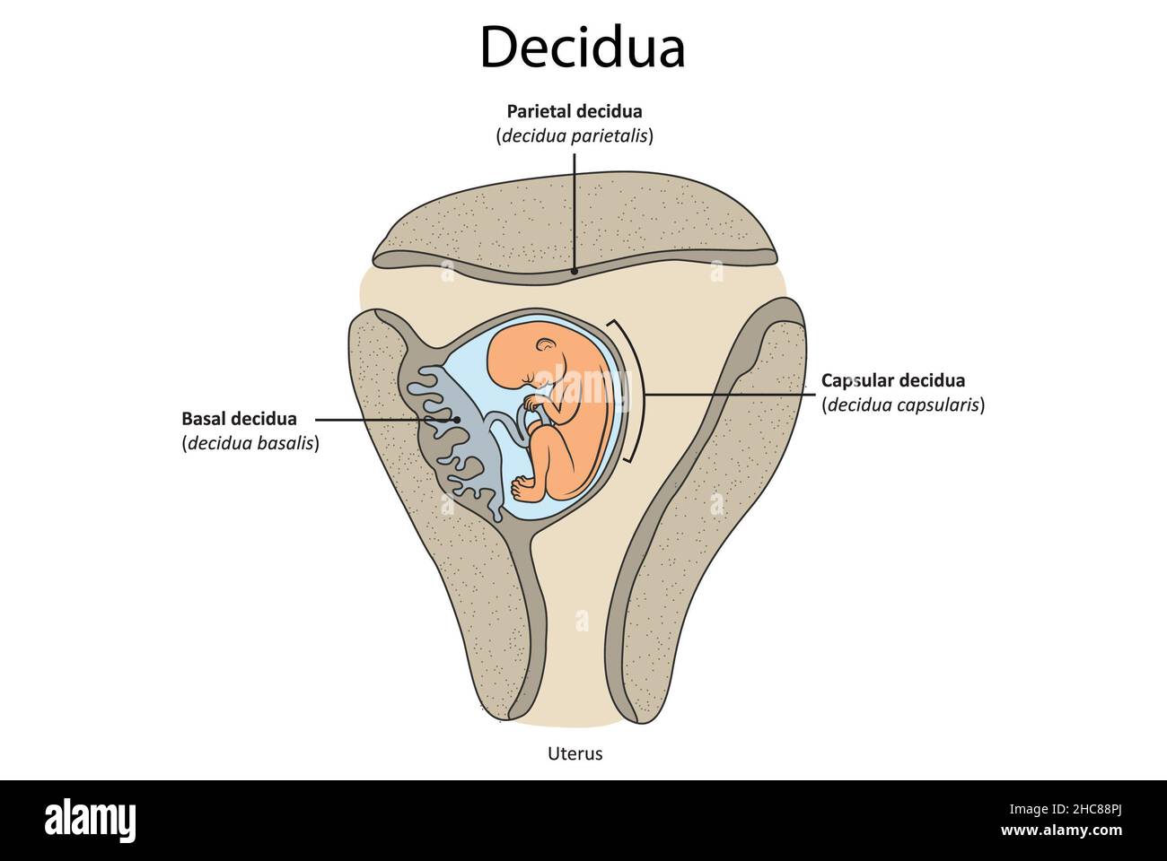 Illustration simple montrant les parties clés de la decidua : decidua parietalis, decidua basilaris, decidua capsulaire. Banque D'Images