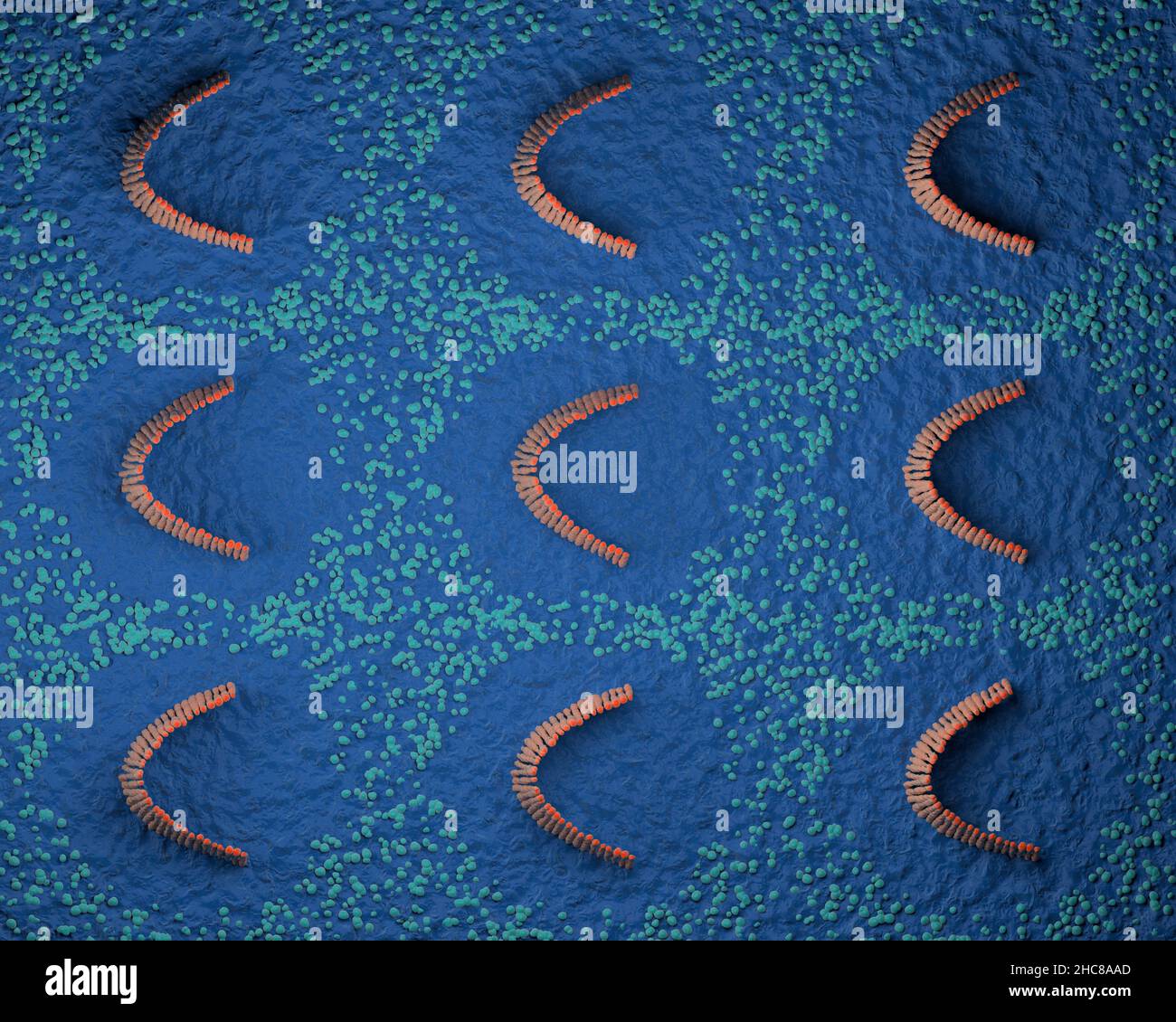 Cellules de l'oreille interne dans le système vestibulaire - vue de dessus 3D illustration Banque D'Images