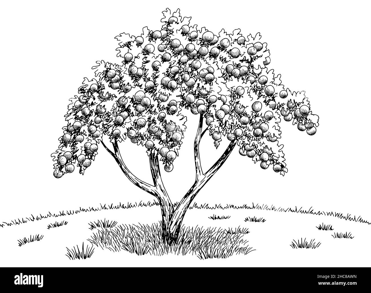 Graphique de jardin d'Apple noir blanc paysage dessin illustration vecteur Illustration de Vecteur