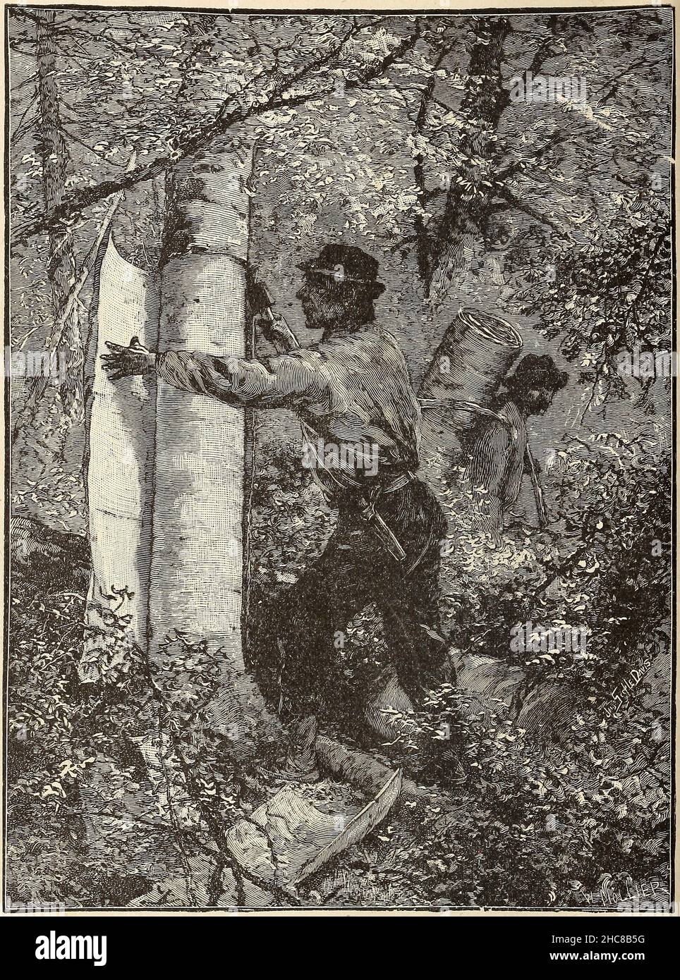 Prendre la Bark des arbres pour faire du canoë dans le livre « les races indigènes de l'Amérique du Nord » édité par William Henry Withrow, 1895 Banque D'Images