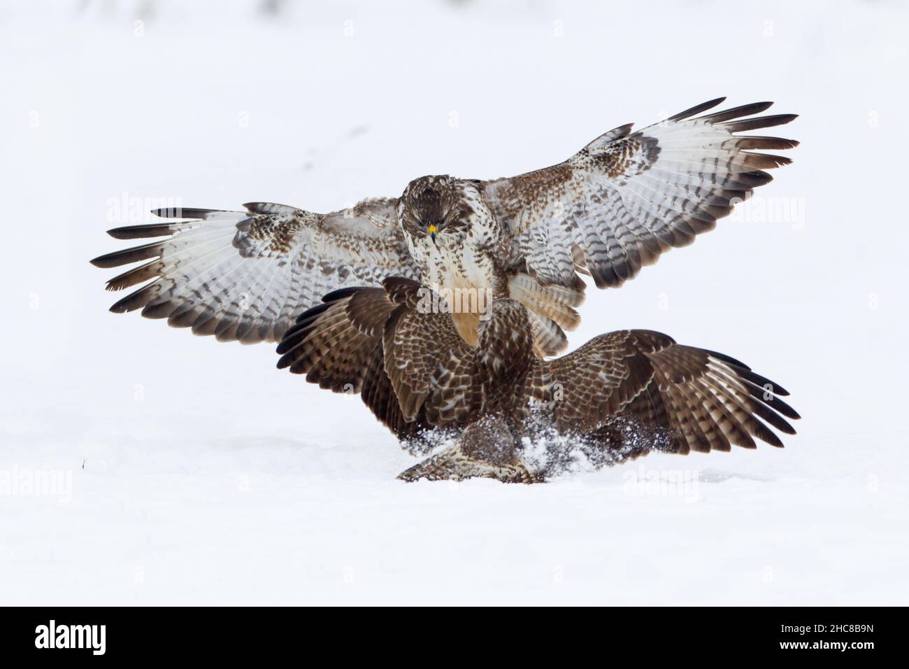 Buzzard commun, (Buteo buteo), deux combats sur la carrion, sur le terrain enneigé, en hiver, en hiver, Basse-Saxe,Allemagne Banque D'Images
