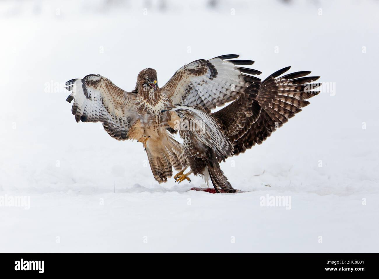 Buzzard commun, (Buteo buteo), deux combats sur la carrion, sur le terrain enneigé, en hiver, en hiver, Basse-Saxe,Allemagne Banque D'Images
