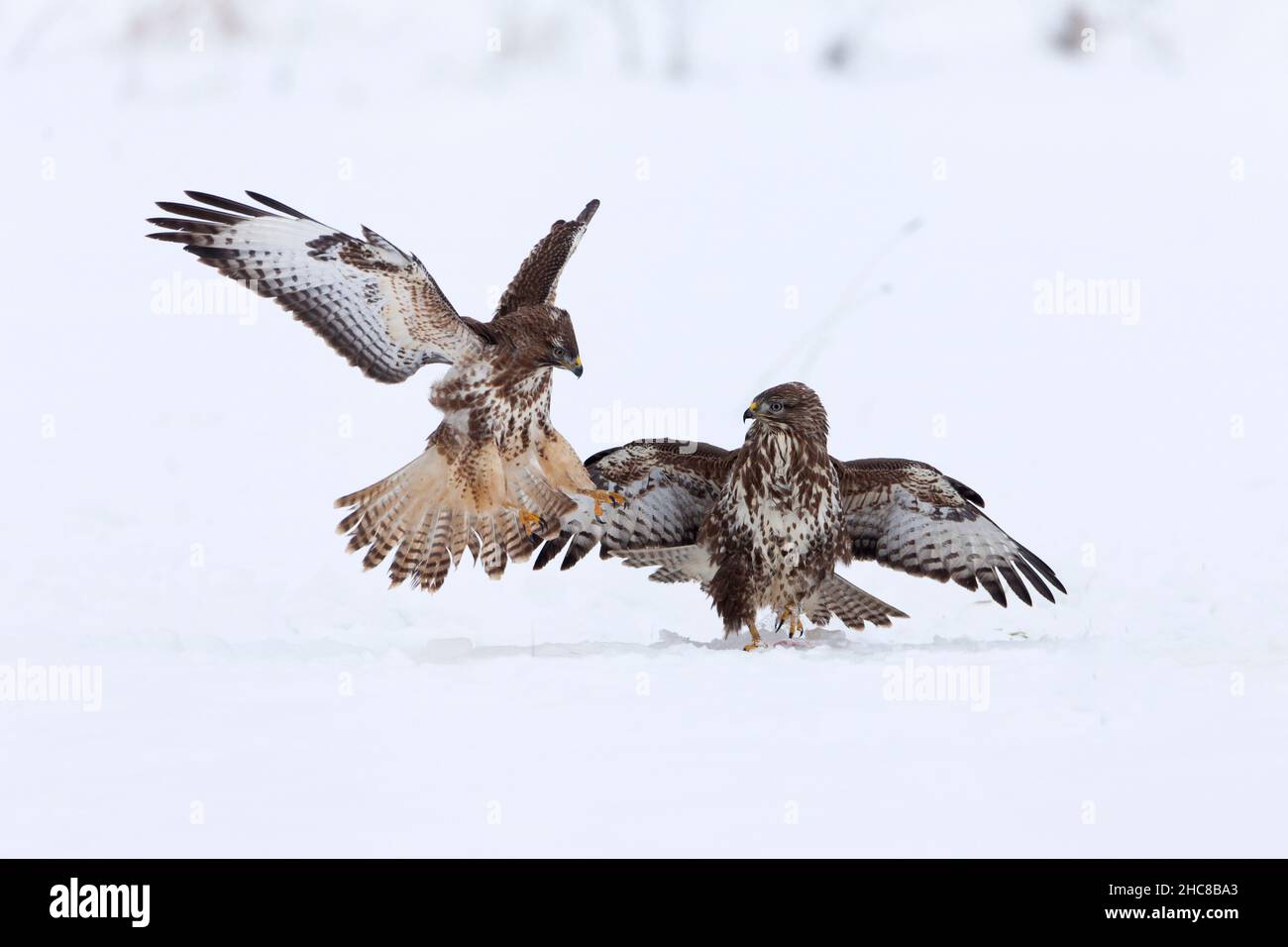 Buzzard commun, (Buteo buteo), deux combats sur la carrion, sur le terrain enneigé, en hiver, en hiver, Basse-Saxe,Allemagne Banque D'Images