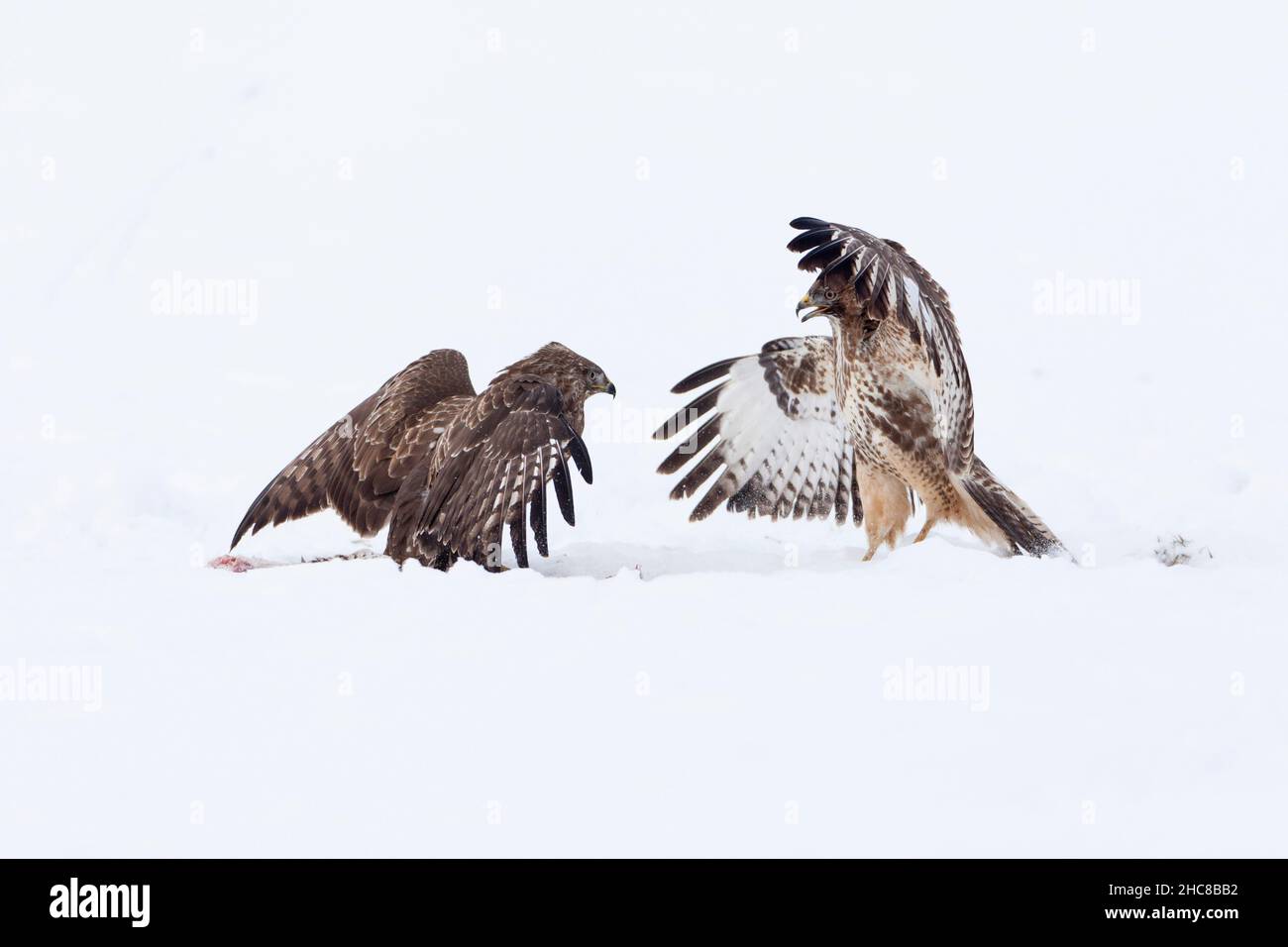Buzzard commun, (Buteo buteo), deux combats sur la carrion, sur le terrain enneigé, en hiver, en hiver, Basse-Saxe,Allemagne Banque D'Images