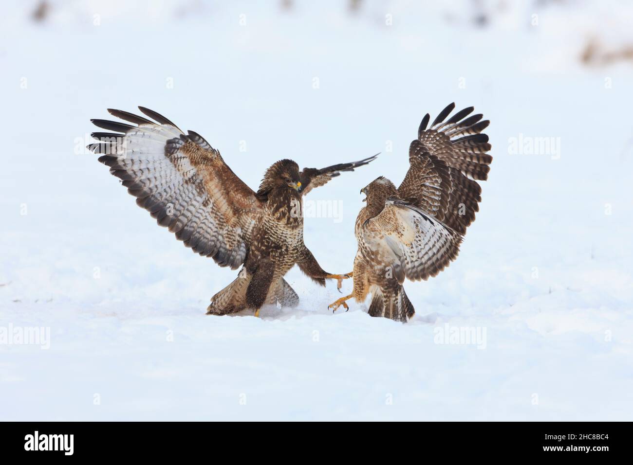 Buzzard commun, (Buteo buteo), deux combats sur la carrion, sur le terrain enneigé, en hiver, en hiver, Basse-Saxe,Allemagne Banque D'Images