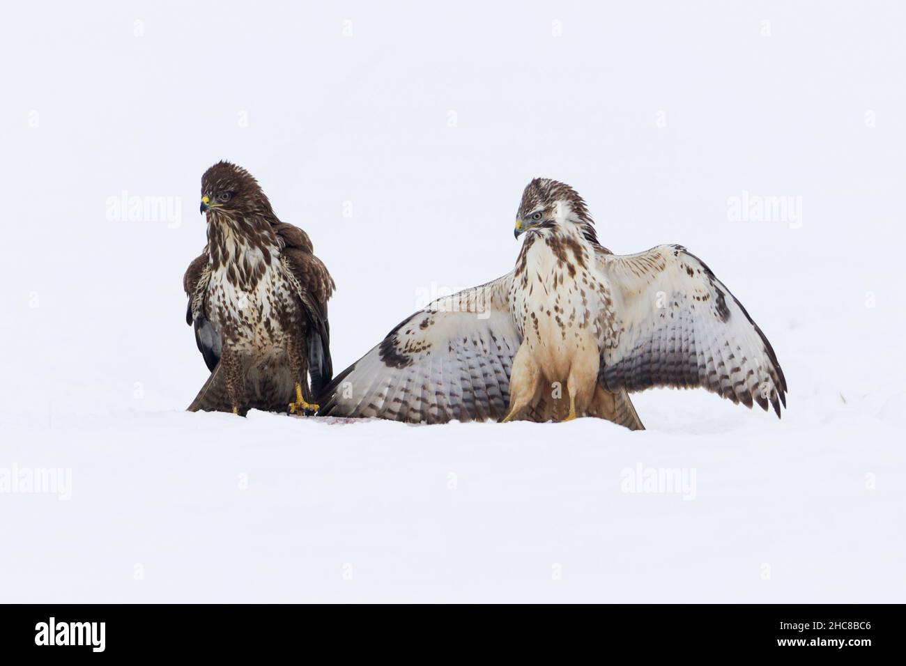Buzzard commun, (Buteo buteo), deux combats sur la carrion, sur le terrain enneigé, en hiver, en hiver, Basse-Saxe,Allemagne Banque D'Images