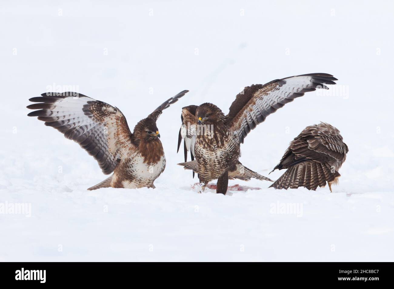 Buzzard commun, (Buteo buteo), trois combats sur carrion, sur terrain enneigé, en hiver, en hiver, Basse-Saxe,Allemagne Banque D'Images