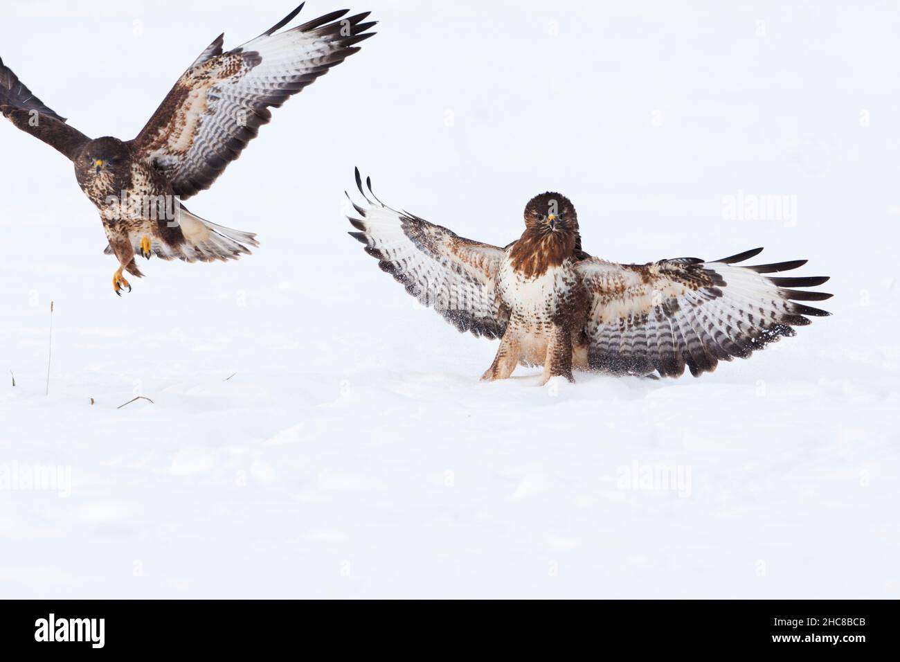 Buzzard commun, (Buteo buteo), deux combats sur la carrion, sur le terrain enneigé, en hiver, en hiver, Basse-Saxe,Allemagne Banque D'Images