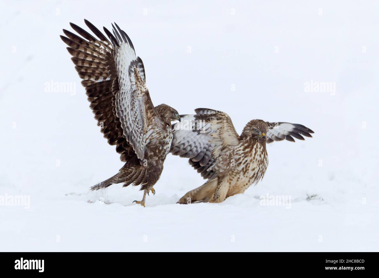 Buzzard commun, (Buteo buteo), deux combats sur la carrion, sur le terrain enneigé, en hiver, en hiver, Basse-Saxe,Allemagne Banque D'Images